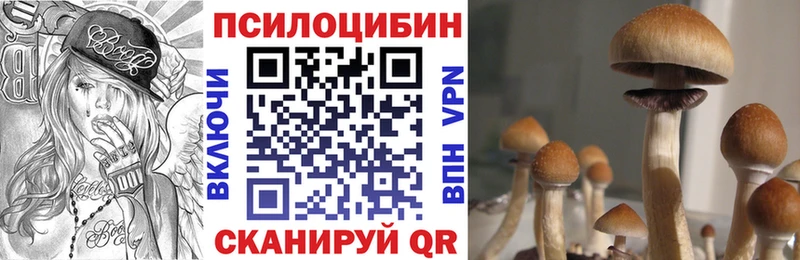 Купить где  Грозный  Псилоцибиновые грибы Psilocybe 
